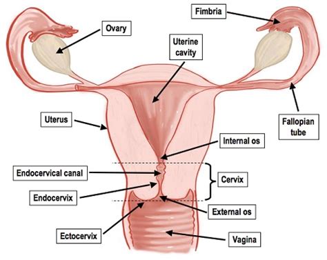 Effects of aging on the female reproductive news. Medical and Health Science: Internal female reproductive organ diagram