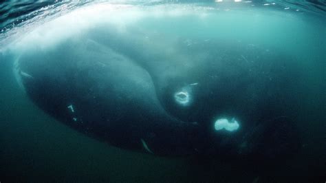 Bowhead Whale All About Whales