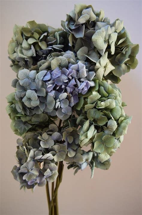 A Bouquet Of Dried Hydrangea Heads In Shades Of Blue And Green From