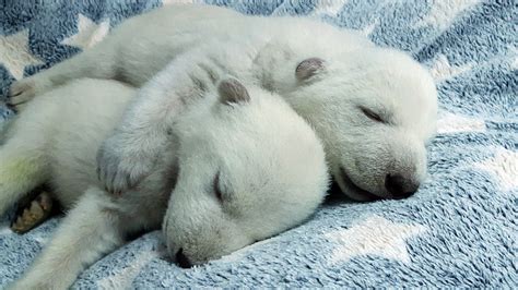 Abandoned Polar Bear Cubs Cared By Human Mothers Cgtn