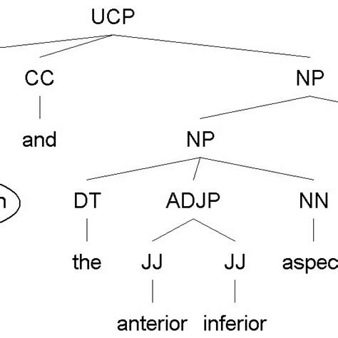 Parse Tree Obtained From The Stanford Nlp 14 Using The R