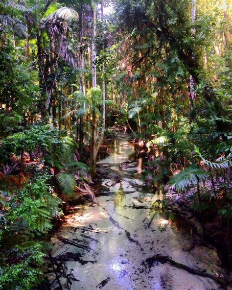 Rainforest Fraser Island Australia Australia Island Rainforest