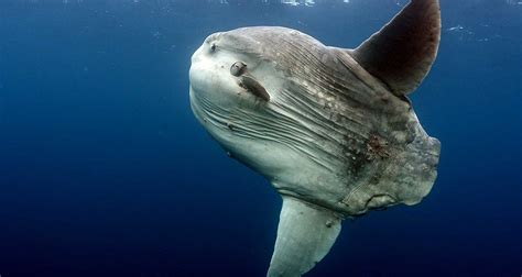 Meet The Ocean Sunfish The Giant Sea Dweller Known As Mola Mola