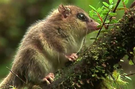 Monito del monte @ colocolo @ colocolo opossum. MONITO DEL MONTE @ Colocolo @ colocolo opossum, (con ...