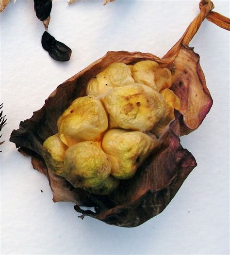 A daffodil is to a seed as a hummingbird is to: Calla lily seed pods