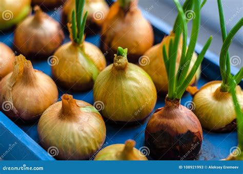 Young Onion Grows On A Blue Stand Stock Image Image Of Group