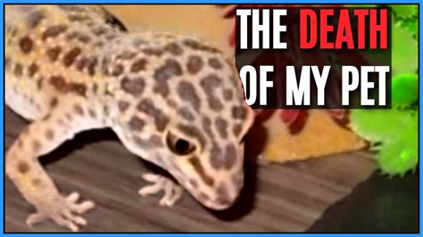 More images for how old is my leopard gecko » The Story of Cleo: Meet My Other Leopard Gecko - Changing ...
