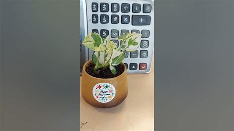 "Plant seeds of happiness, love, hope & success. it will all comeback