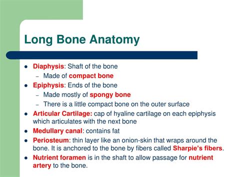 Ppt Long Bone Anatomy Powerpoint Presentation Free Download Id5430373