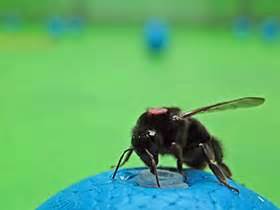 Bumble beeline beeline is a feed where you can see all the profiles of singles who have already liked your profile. Bumble bees make a beeline for larger flowers