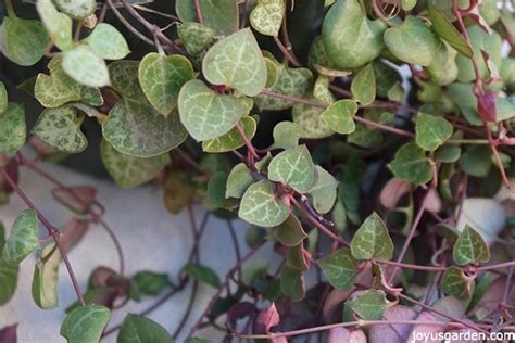 However, the long, dangling strings might be tempting to tug on for some curious pets or children so. How To Grow String Of Hearts Or Rosary Vine, A Sweet ...