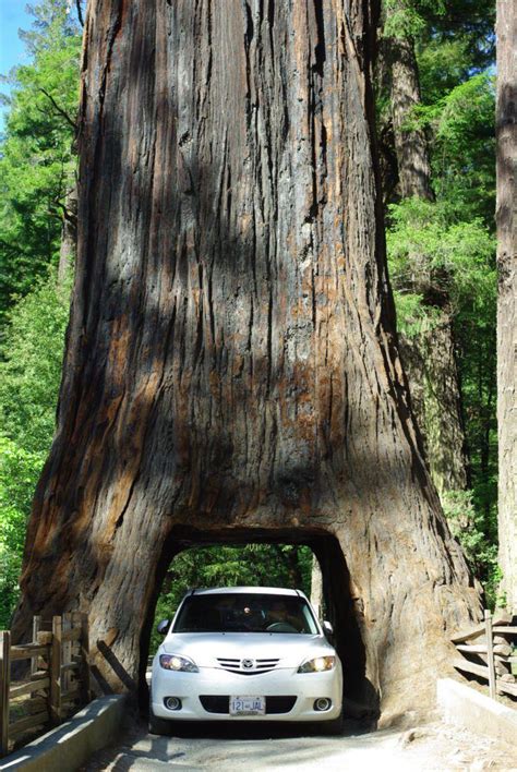 Trees In The Avenue Of Giants Are So Large You Can Drive Through Them