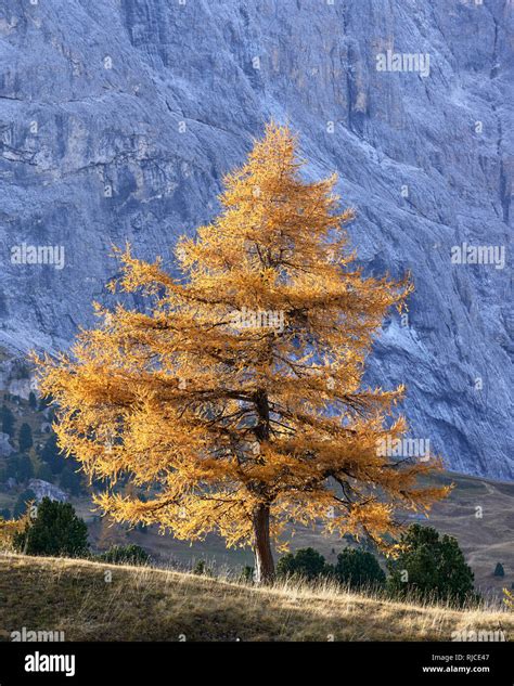 Larch Tree Autumn Hi Res Stock Photography And Images Alamy