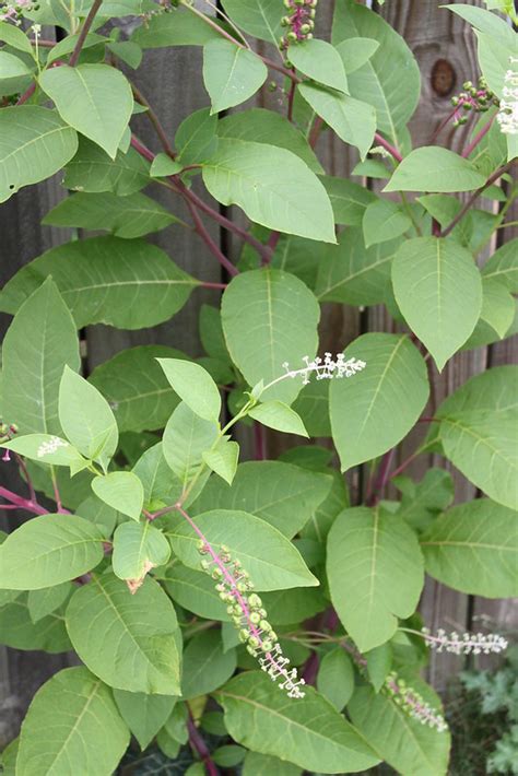 Plant Id Help Il Natives And Established Ornamentals