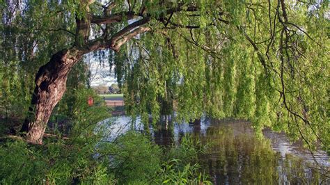 England River Tree Willow Hd Nature Wallpapers Hd Wallpapers Id 47816
