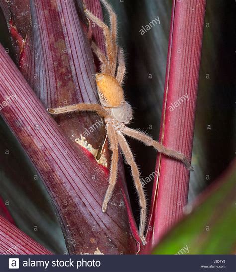 Sparassidae Huntsman Spider Hi Res Stock Photography And Images Alamy