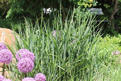 Wichtig ist auch hier dass der kübel ausreichend groß gewählt wird denn auch chinaschilf wuchert gern und braucht ausreichend platz. Pin auf Garten