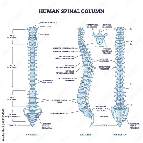 Vektorová Grafika „human Spinal Column Structure With Backbone And