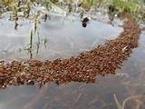 Fire Ants Raft Flood Images