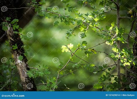 Leaves Twigs Green And Yellow Color Beautiful Background Summer Forest