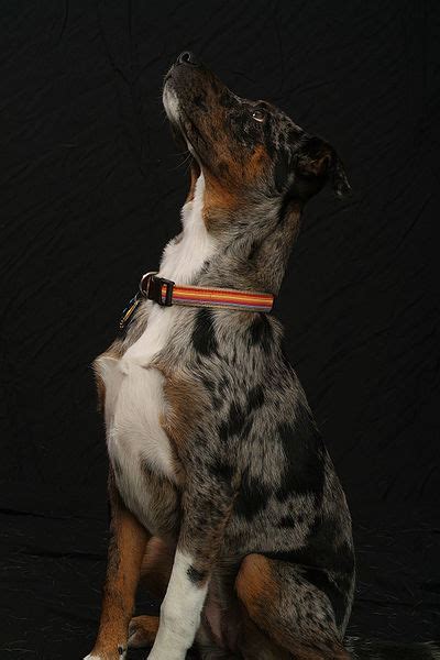 The Louisiana Catahoula Leopard Dog Covington Weekly