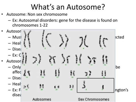 Autosome Definition And Function Of Autosomes Biology Sexiezpix Web Porn