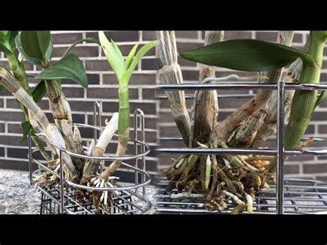 Prune orchids planted outdoors after the blooms fall off. Take Care Orchid I'll Show You Secrets and Tips - YouTube ...