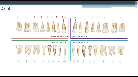World Dental Federation Fdi Charting System Youtube