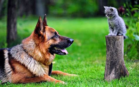 Do German Shepherds Get Along With Cats The German