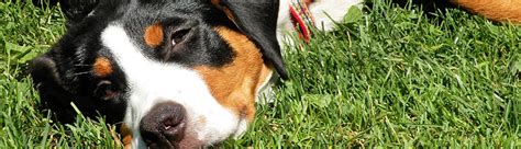 Swissydog trockenfutter sowie swissydog nassfutter abgegeben. Swissydog - SwissydogSwissydog