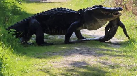 Massive Gator Eating Gator Polk County Fl Youtube