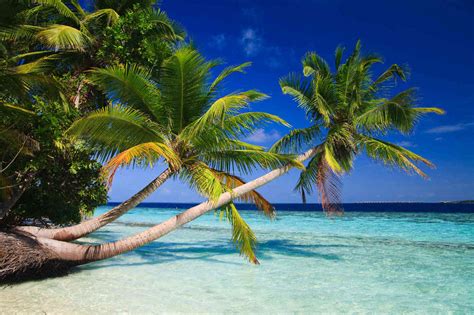 Palm Trees In The Maldives Wall Mural 磊 Talissa Decor