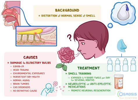 Parosmia What Is It Causes Treatment And More Osmosis