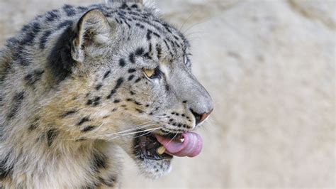Download Wallpaper 1366x768 Snow Leopard Animal Protruding Tongue