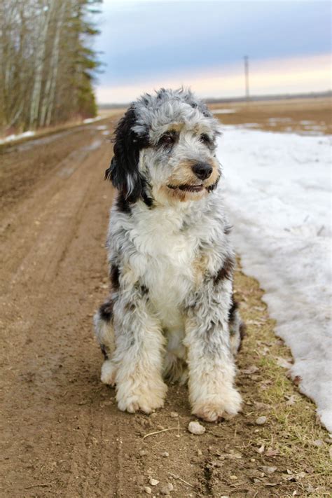 Female Blue Merle With Copper Points F1 12 Poodle And 12 Australian