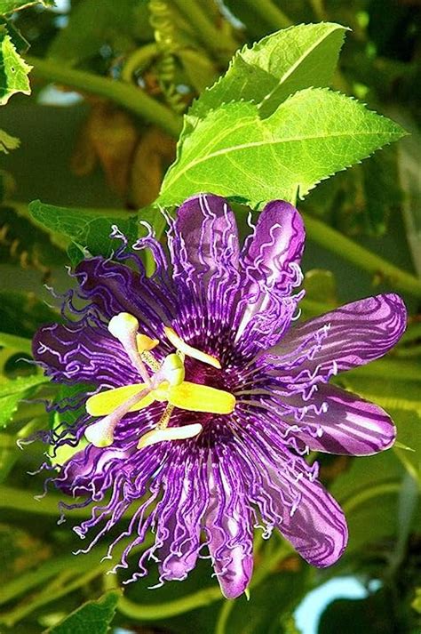 Rare Passiflora Incarnata Maypop Seeds Beautiful Passion Vine Fruit