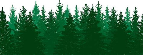Royalty Free Pine Tree Clip Art Vector Images And Illustrations Istock