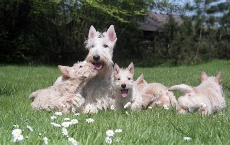 Perro Terrier Escocés Scottish Terrier Características Y Cuidados