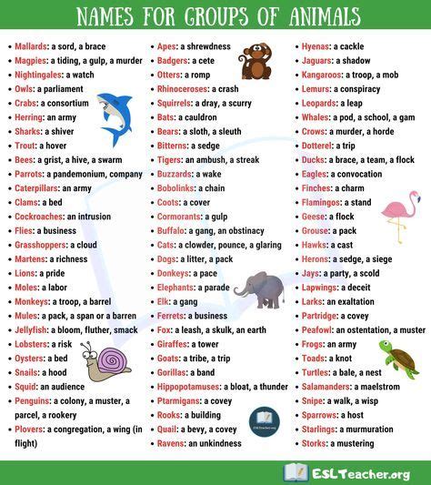 90 Interesting Names For Groups Of Animals In English Esl Teacher