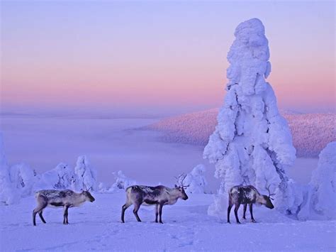 Lapland A Most Magical Winter Paradise