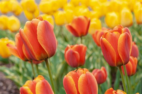 Orange Flower Identification 23 Beautiful Varieties To Discover