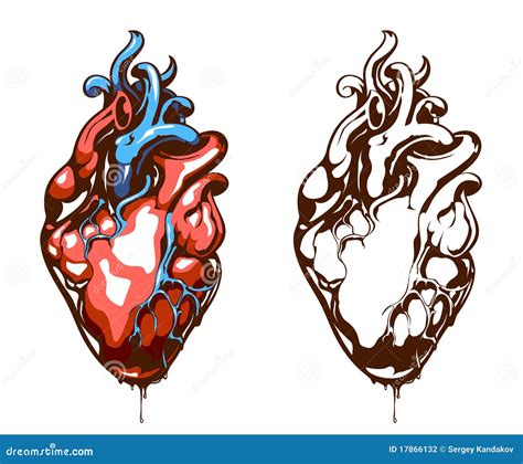 Anatomical Heart Isolated Ventricles And Atria Aorta And Veins