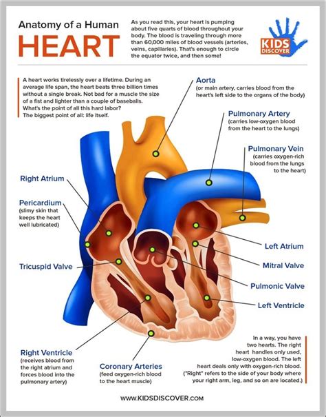 Human Heart Anatomy System Human Body Anatomy Diagram And Chart Images