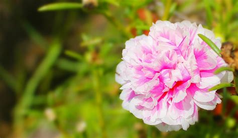 We did not find results for: Foto Macro Bunga Krokot Jepretan Hari Ini - WEB ...