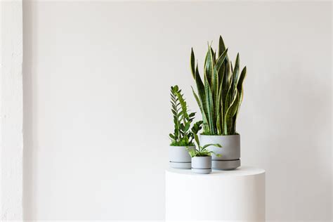 6 Secrets Of Scandinavian Design And How To Use Them — Plant Care Tips