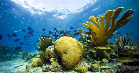 Coral Reefs Save Billions Of Dollars Worldwide By Preventing Floods