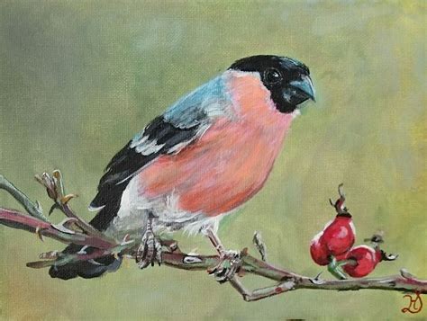 Der gimpel (pyrrhula pyrrhula), auch dompfaff oder seltener blutfink genannt, ist eine vogelart aus der familie der finken (fringillidae). Bild - Gimpel, Vogel, Hagebutte, Dompfaff von Heike ...