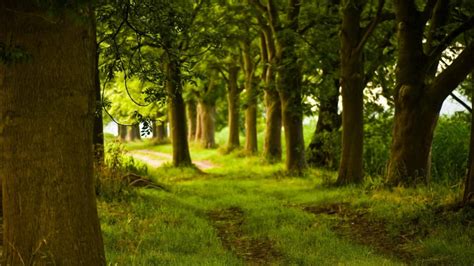 🥇 Green Nature Trees Forest Grass Path Background Wallpaper 74628