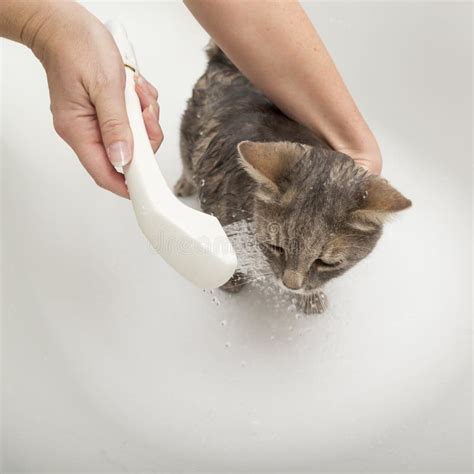 Cat Taking A Bath Stock Photo Image Of Furry Feline 109477328