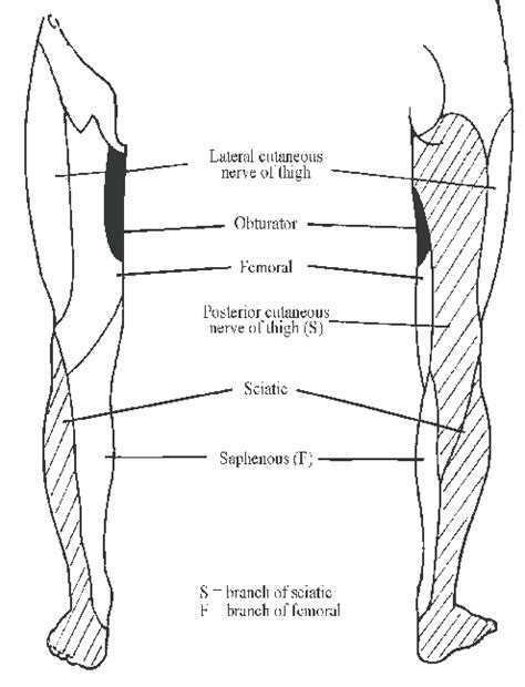 Distribution Of Cutaneous Nerves In The Lower Limb By Guest On